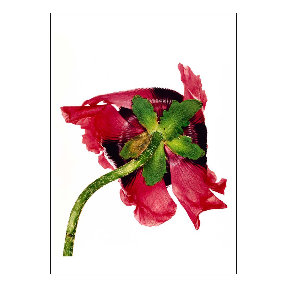 Irving Penn Single Oriental Poppy Postcard
