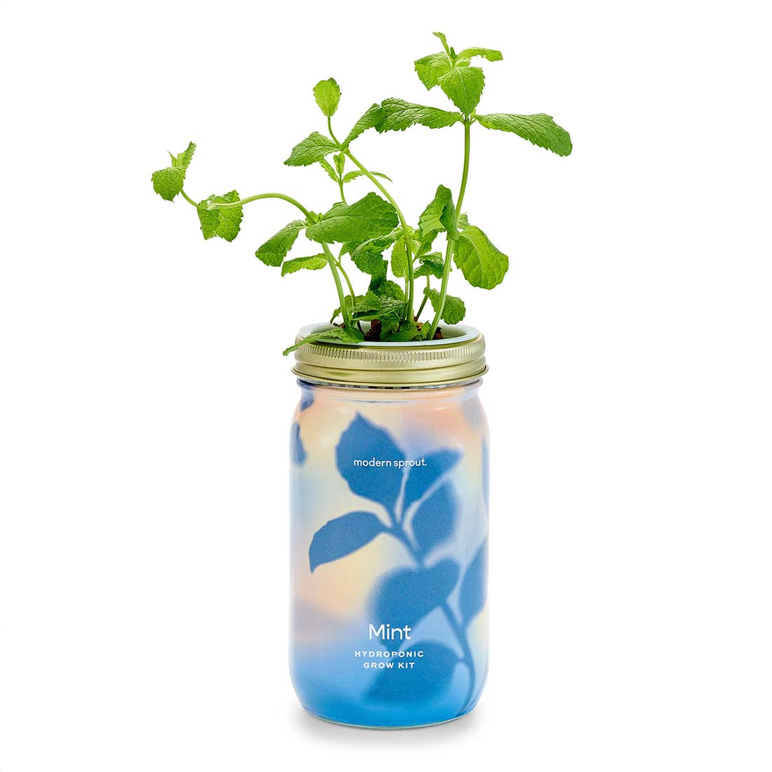 Mint Garden Jar Grow Kit