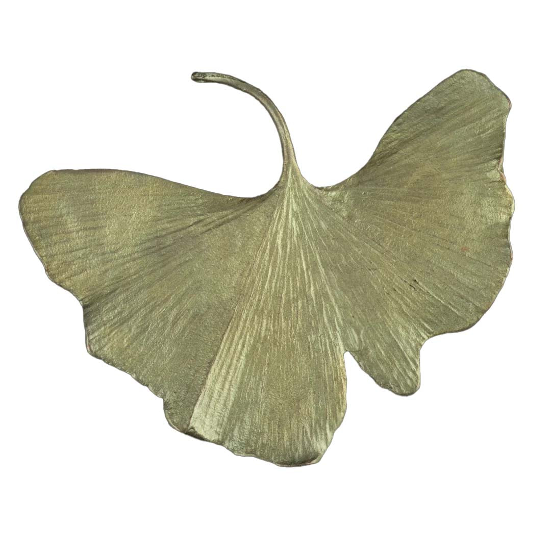 Two ginkgo leaves on a white background