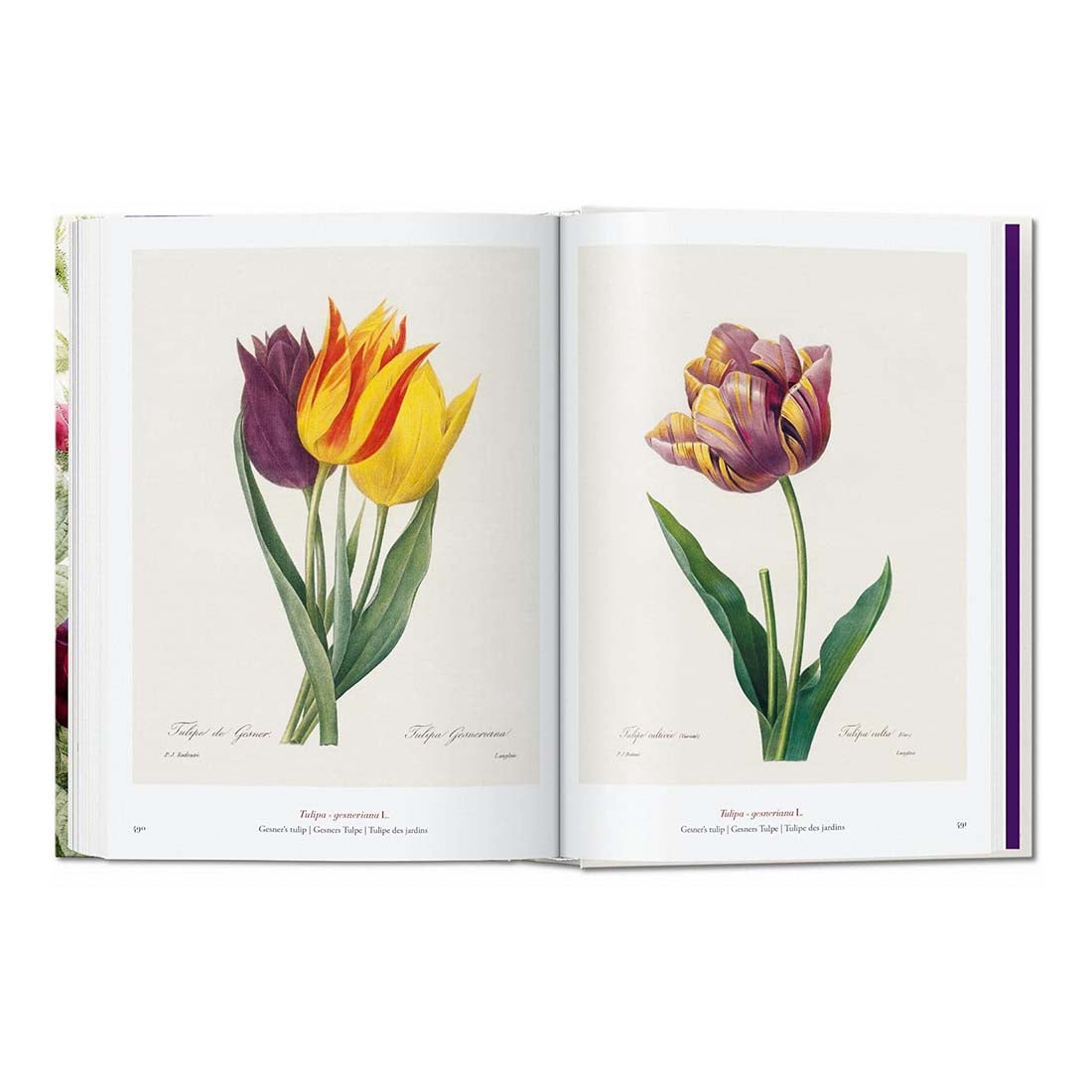 Redoute: The Book of Flowers