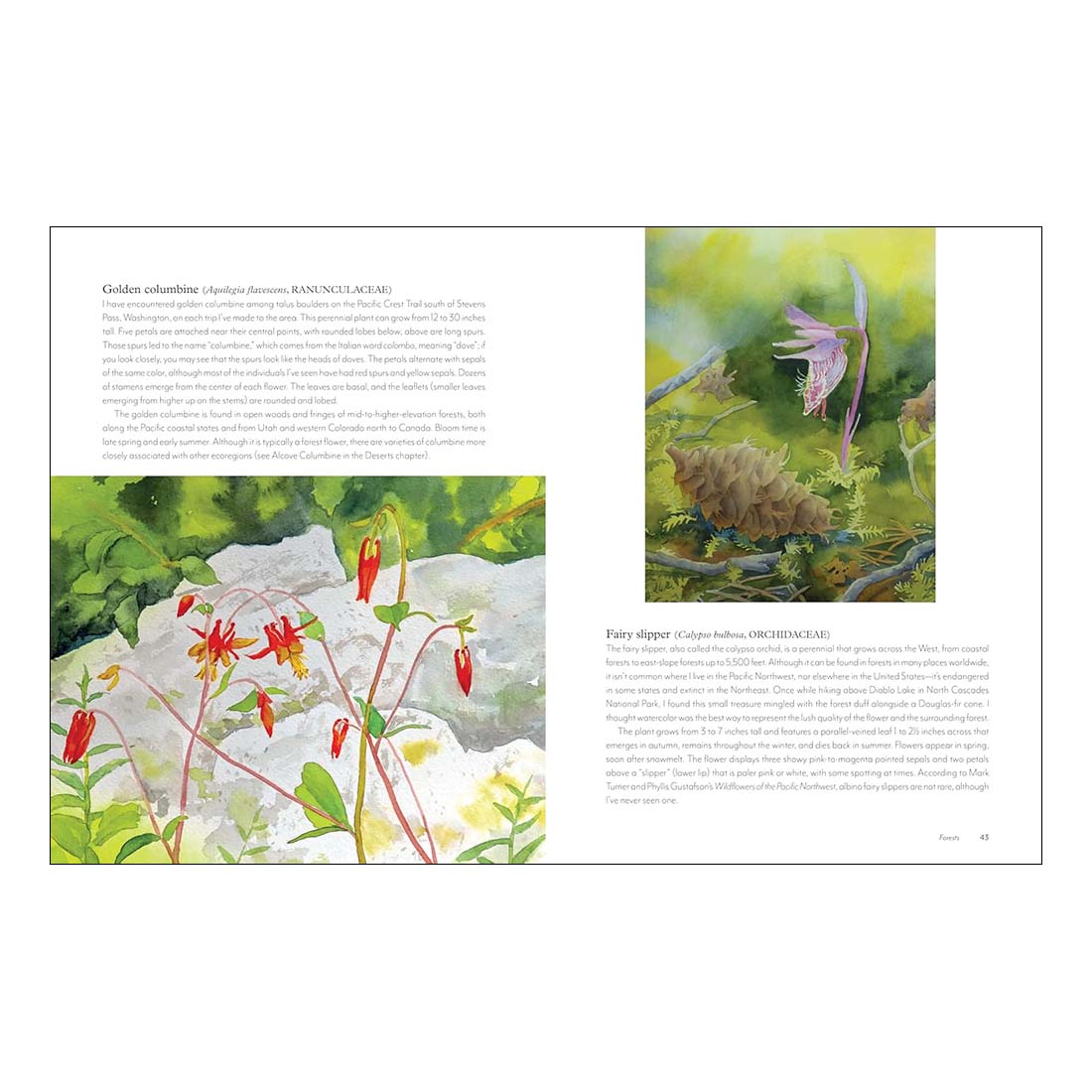 Wildflowers of the West: An Artist's Guide