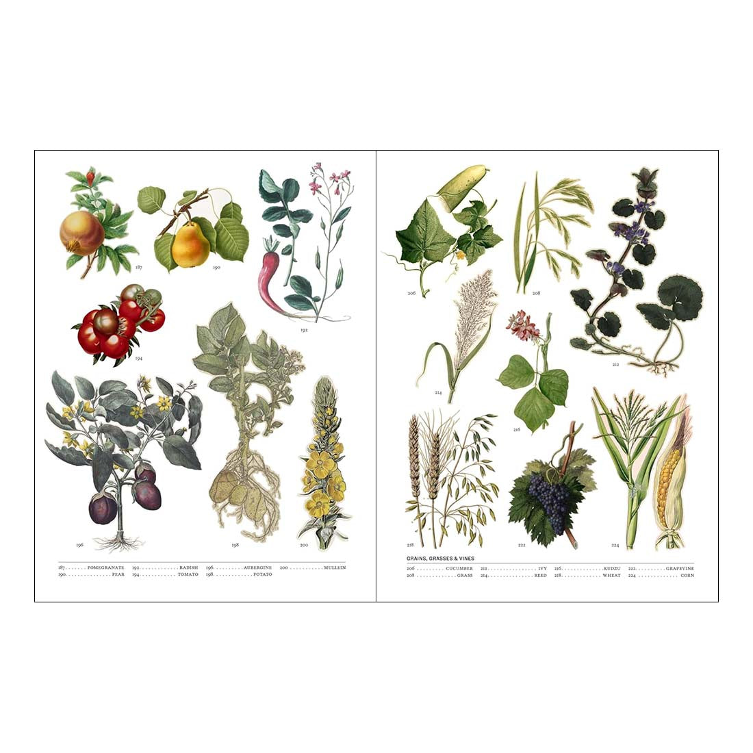 Flora: The Secret Language of Plants in Art
