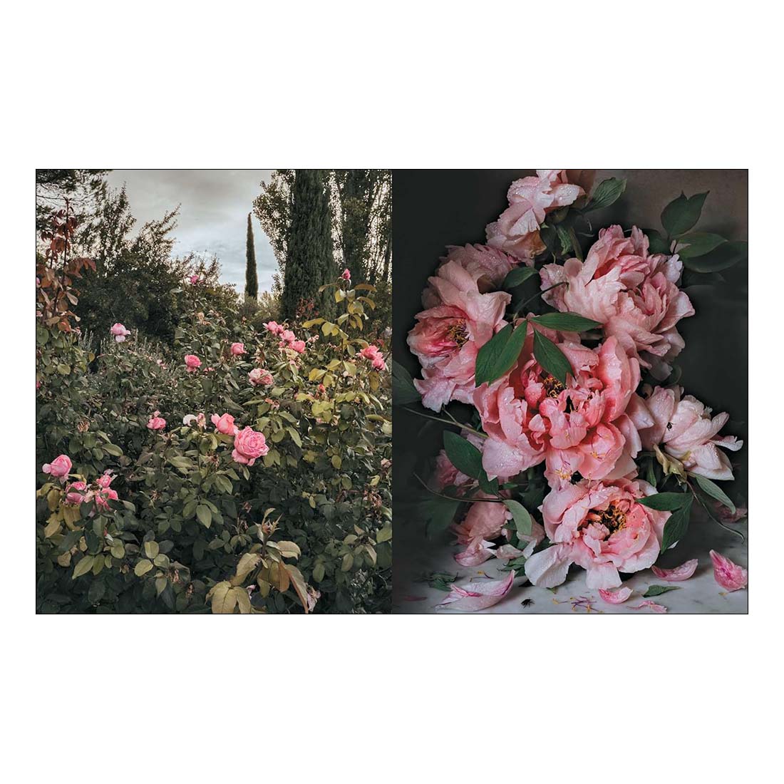 Flowers of Provence