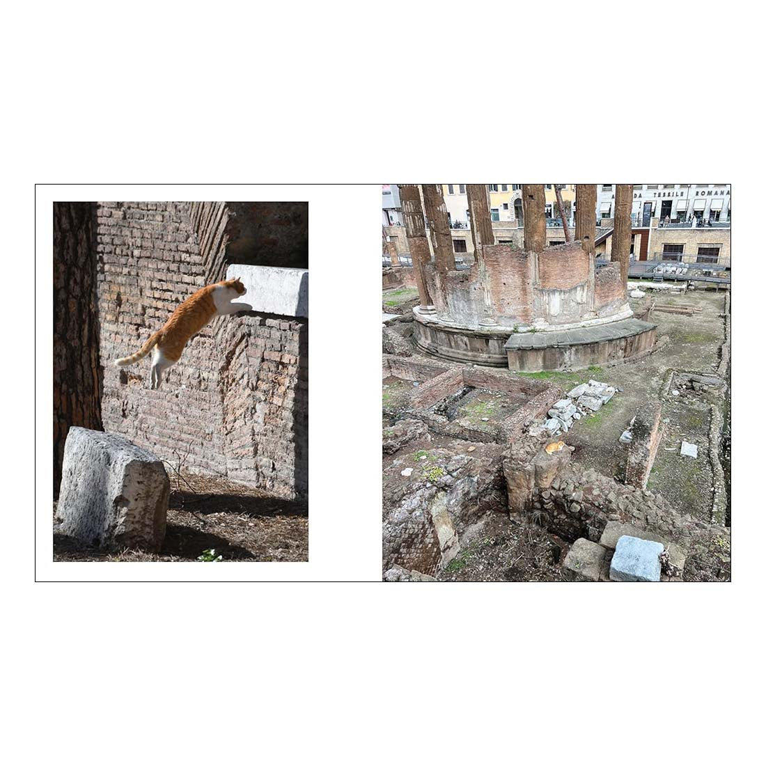 Cats of Rome
