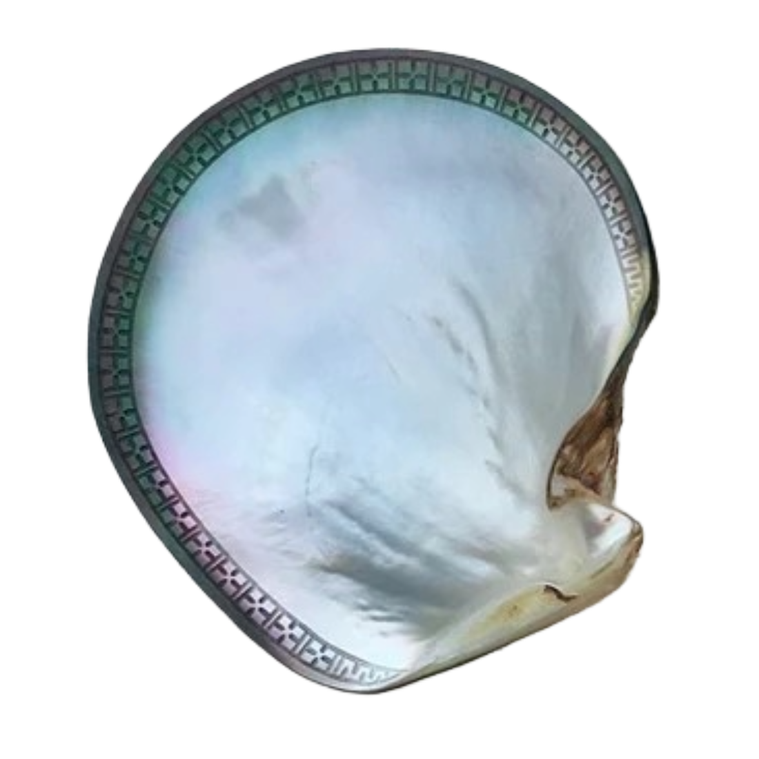 Shell Dish
