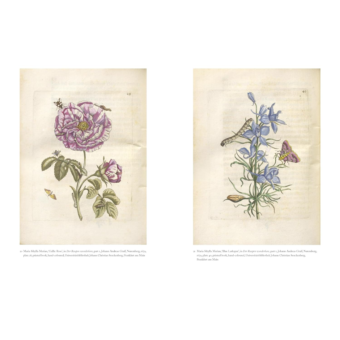 Maria Sibylla Merian