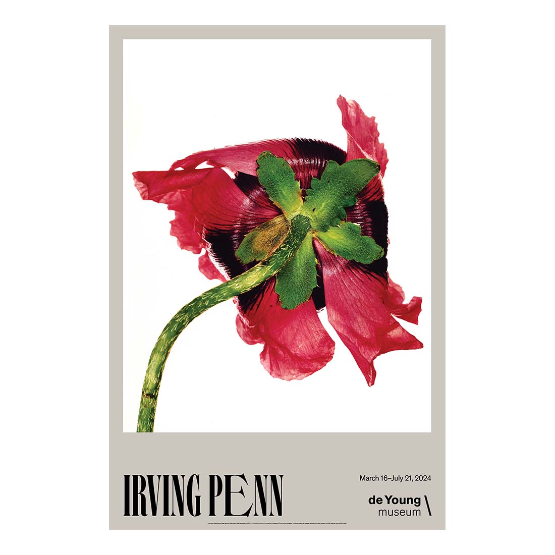 Oriental Poppy {Poster}