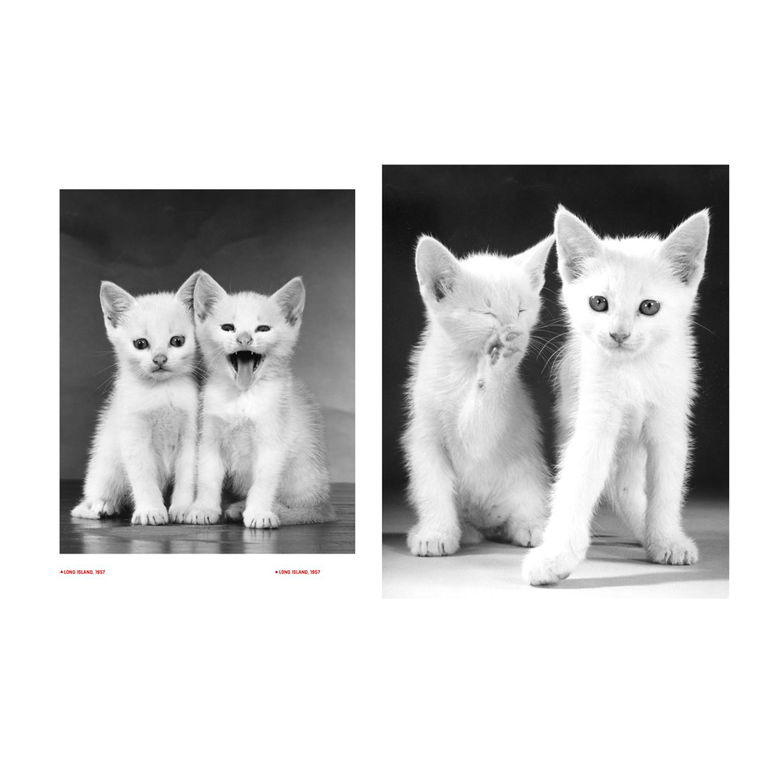 Two black and white photos of white kittens on a plain background