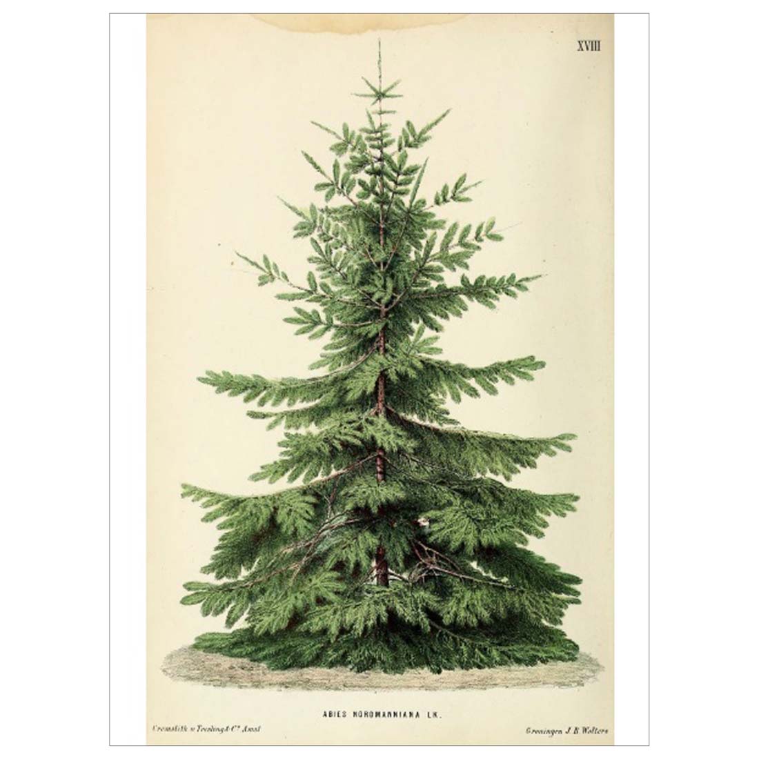 Wolters Vintage Trees Holiday Cards
